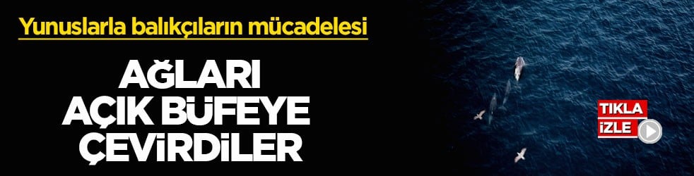 Yunuslarla balıkçıların mücadelesi! Ağları açık büfeye çevirdiler