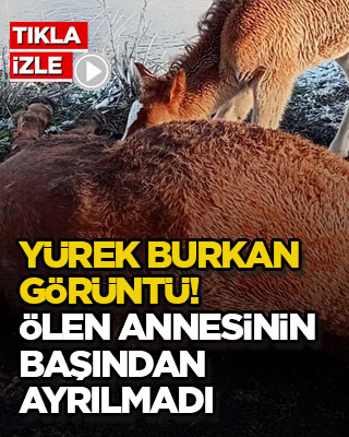 Yürek burkan görüntü! Ölen annesinin başından ayrılmadı