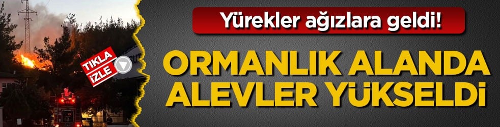 Yürekler ağızlara geldi! Bilecik’te ormanlık alanda alevler yükseldi