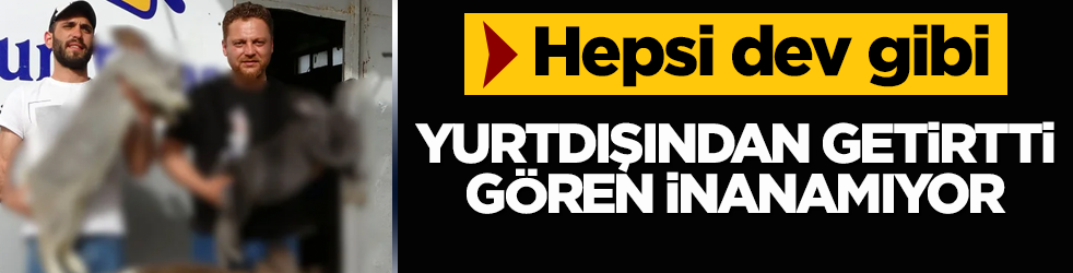 Yurtdışından getirtti, gören inanamıyor! Hepsi dev gibi