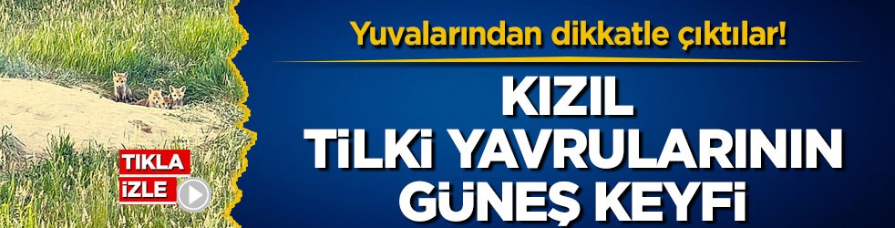 Yuvalarından dikkatle çıktılar! Kars’ta kızıl tilki yavrularının güneş keyfi