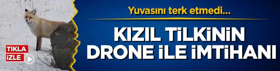 Yuvasını terk etmedi… Kızıl tilkinin drone ile imtihanı