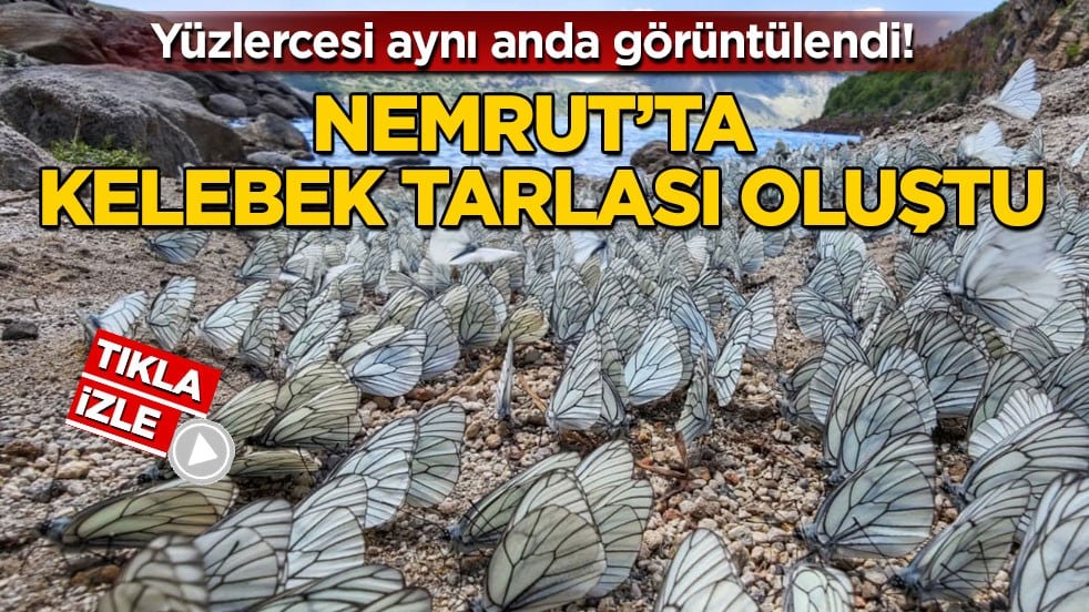 Yüzlercesi aynı anda görüntülendi! Nemrut’ta kelebek tarlası oluştu