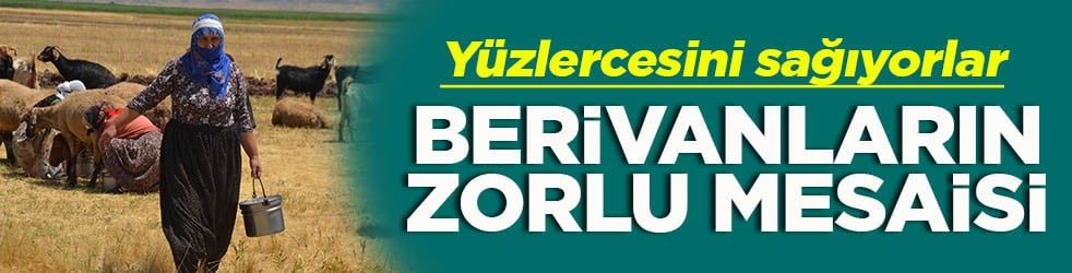 Yüzlercesini sağıyorlar Berivanların zorlu mesaisi