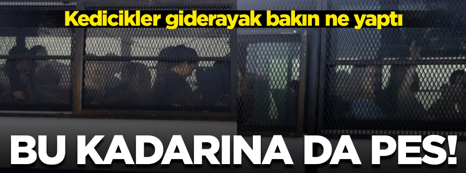 Yüzsüzlüğün bu kadarına da pes! Kedicikler el sallayarak gitti