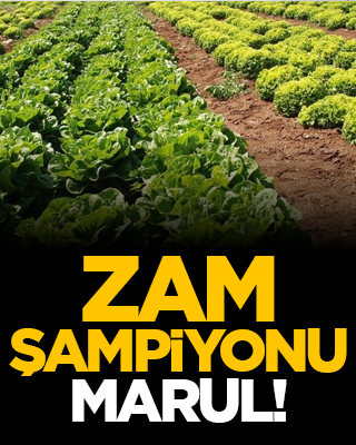 Zam şampiyonu marul!