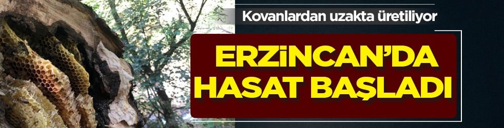 Zarar vermemesi için yuva girişlerini kapatan avcılar, Erzincan’da kovanlardan uzakta bal hasat ettiler