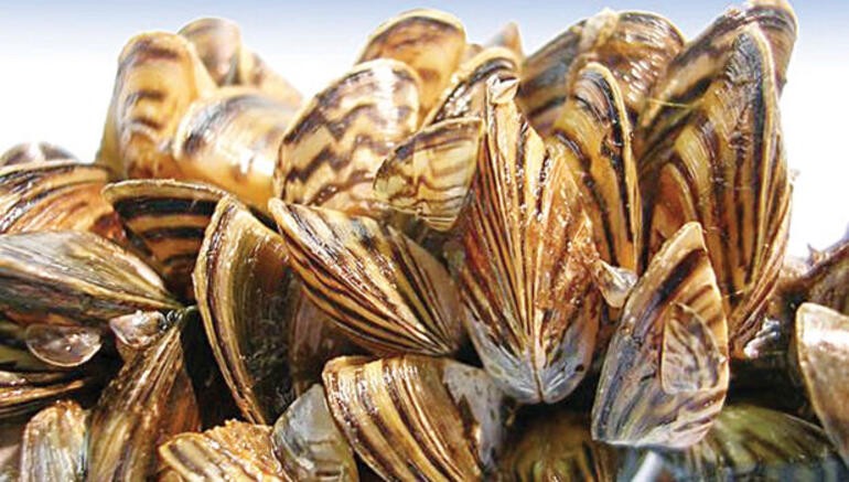 Zebra midyeler yenir mi?