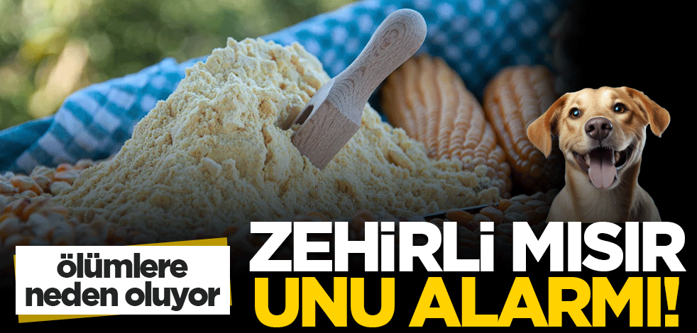 Zehirli mısır unu alarmı! Ölümlere neden oluyor