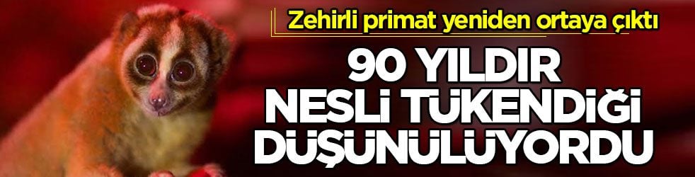 Zehirli primat yeniden ortaya çıktı! 90 yıldır nesli tükendiği düşünülüyordu
