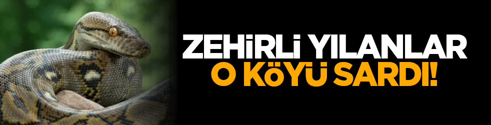 Zehirli yılanlar o köyü sardı!