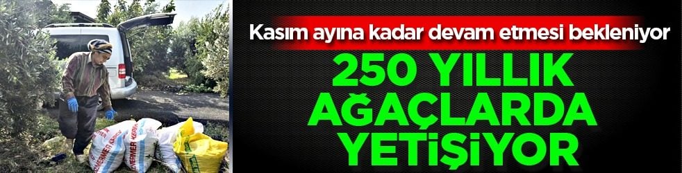 Zeytin almak isteyenler, kara kara düşünüyorsanız: 250 yıllık ağaçlarda yetişen halhalı zeytinin kilogram fiyatı 150 lira! 