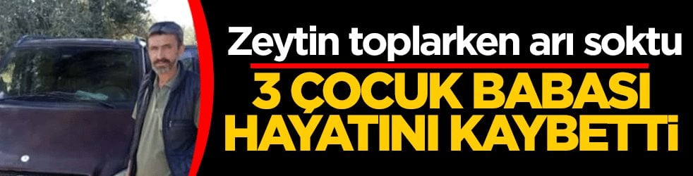 Zeytin toplarken arı soktu! 3 çocuk babası hayatını kaybetti