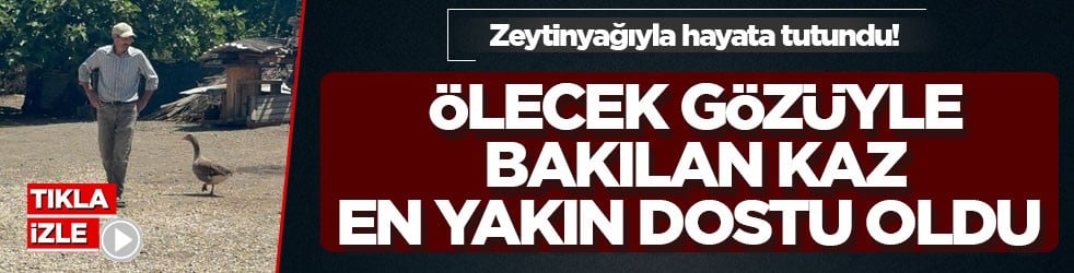 Zeytinyağıyla hayata tutundu! Ölecek gözüyle bakılan kaz en yakın dostu oldu