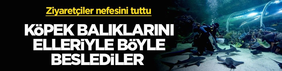 Ziyaretçiler nefesini tuttu! Köpek balıklarını elleriyle böyle beslediler