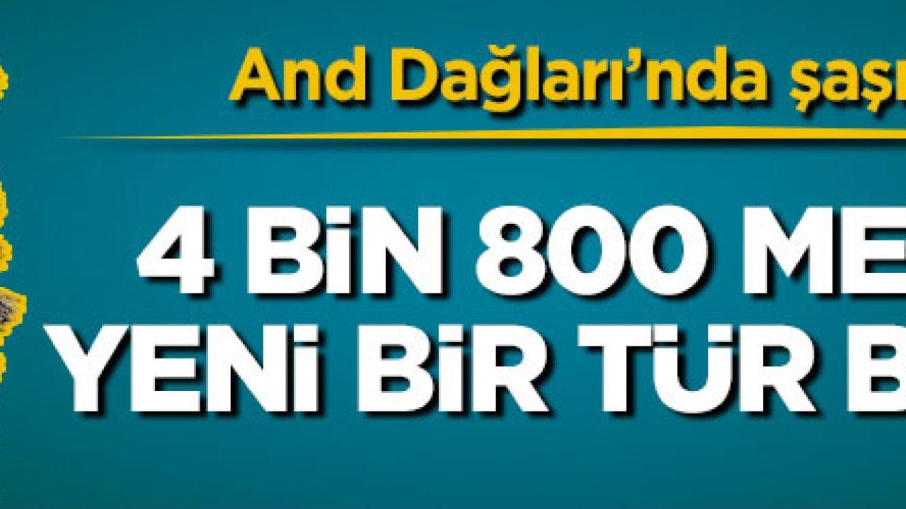 And Dağları’nda şaşırtan keşif! 4 bin 800 metrede yeni bir tür bulundu