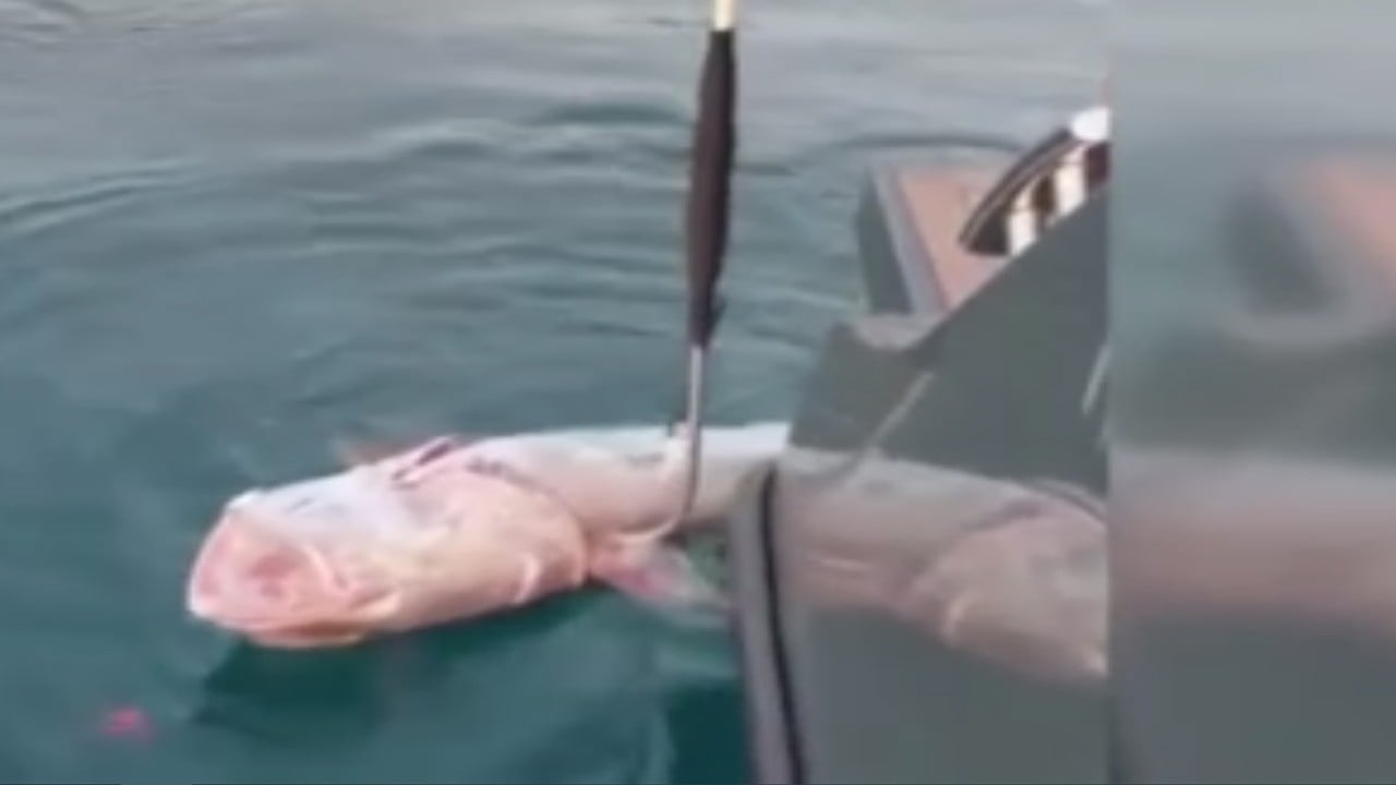 1,5 metre boyunda denizin kuzusunu oltayla yakaladılar