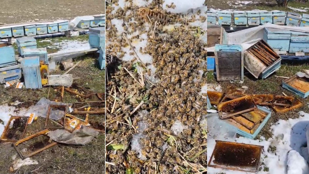 50 kovan zarar gördü! Kış uykusundan uyanıp ortalığı savaş alanına çevirdiler