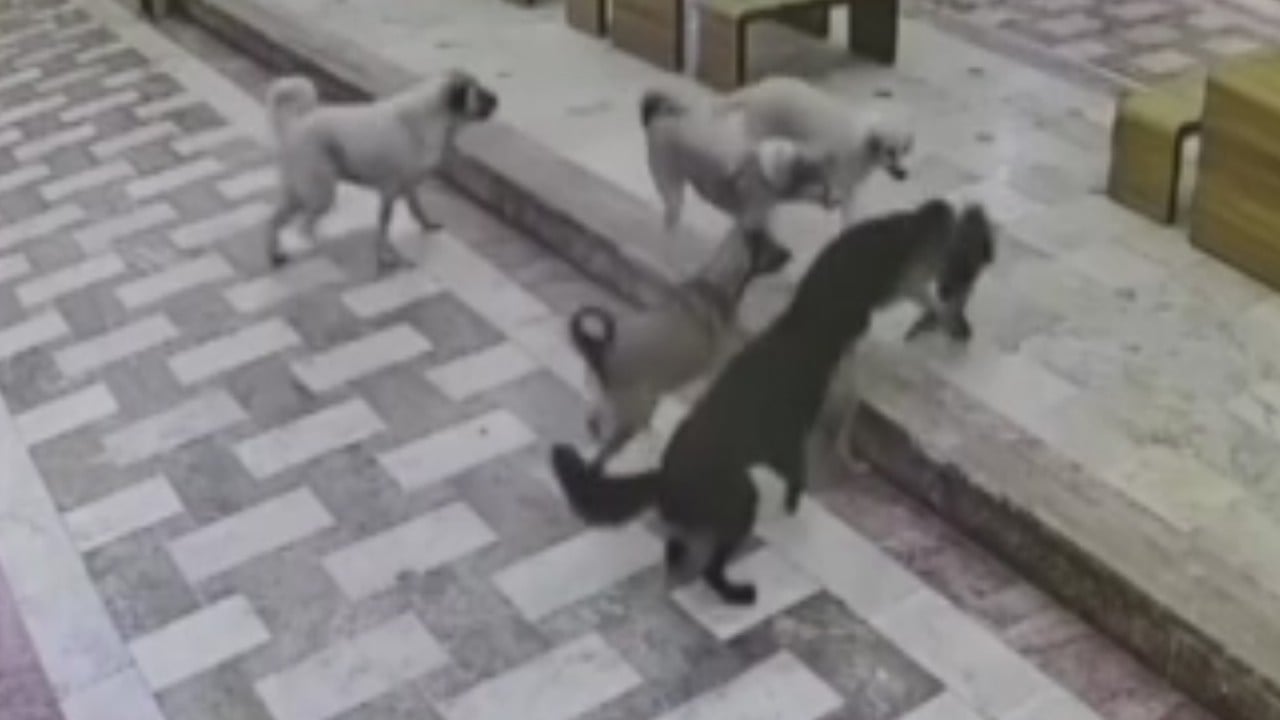 6 başıboş köpek dehşet saçtı
