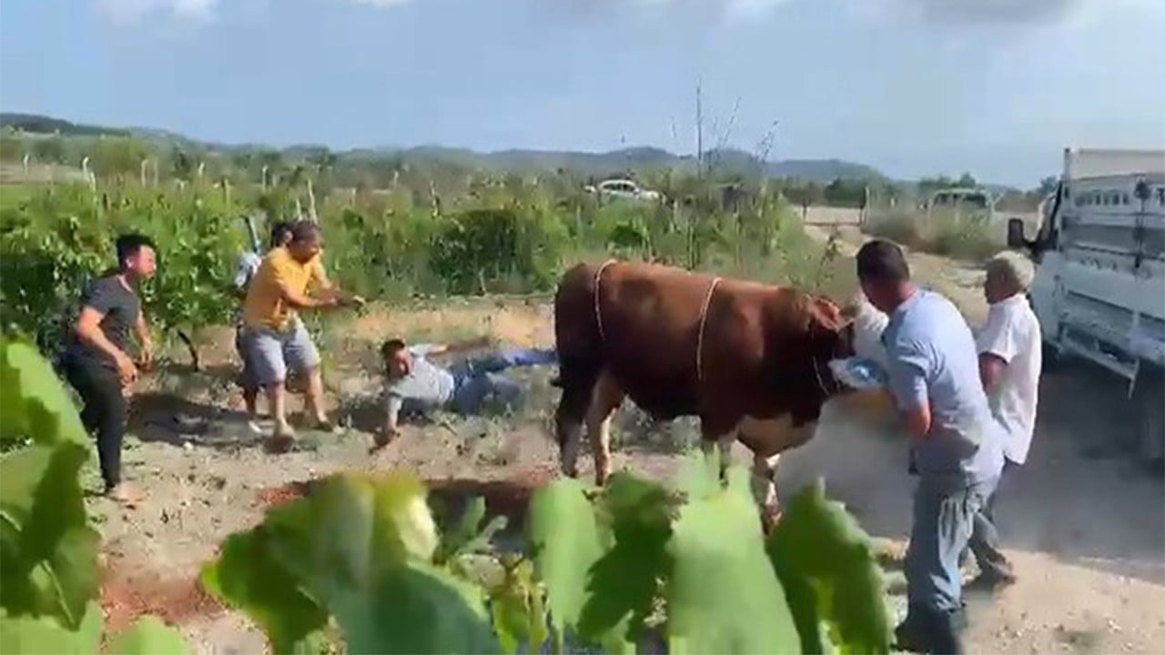 6 kişinin zapt edemediği boğa bir tekmeyle yere serdi