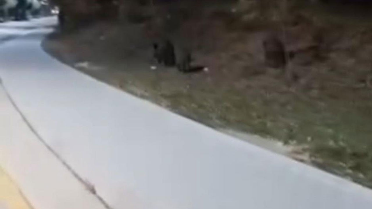 Aç kalan domuz sürüsü, üniversite kampüsünde yiyecek ararken görüntülendi