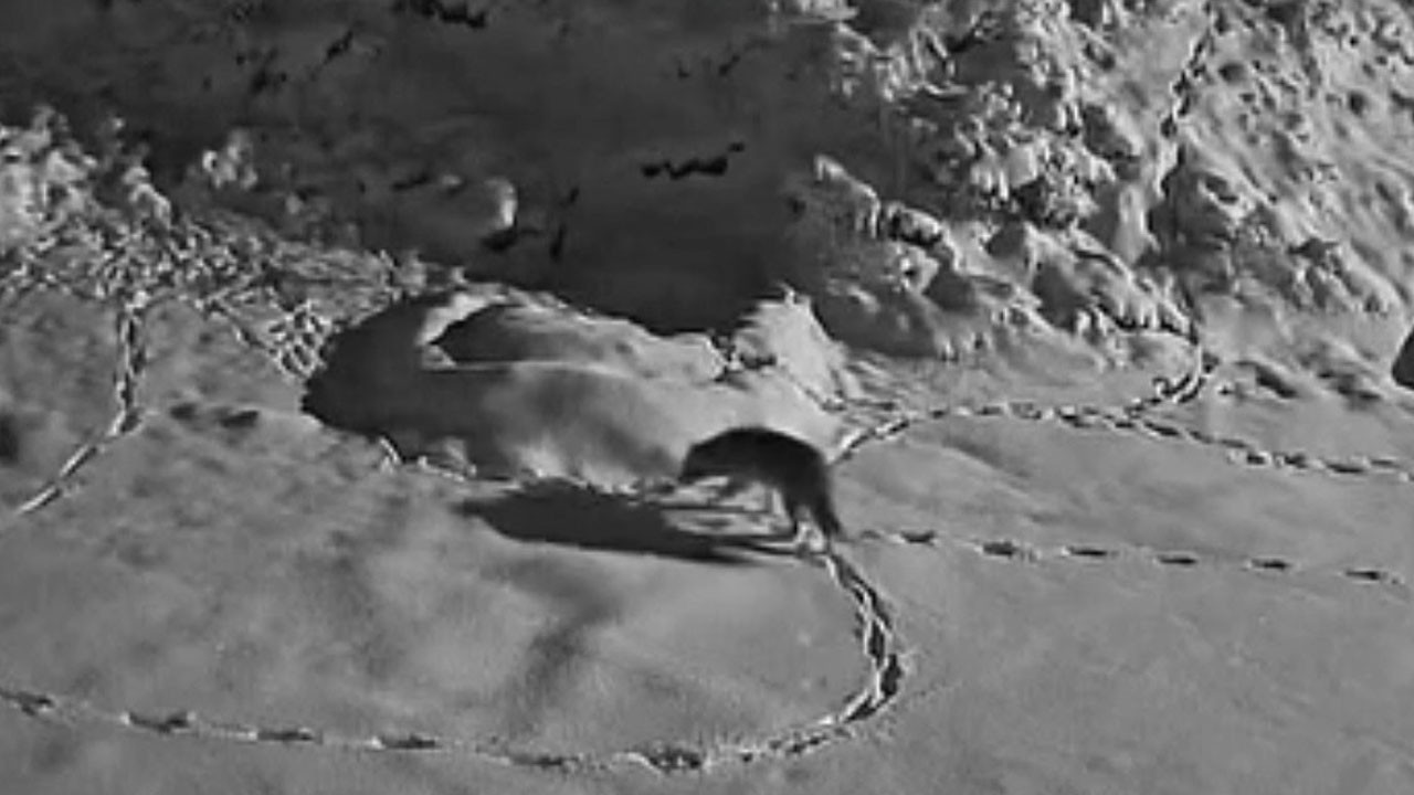 Aç kalan kurt mezraya indi! O anlar böyle görüntülendi