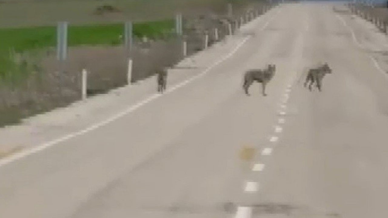 Aç kalan kurt sürüsü köy yoluna indi