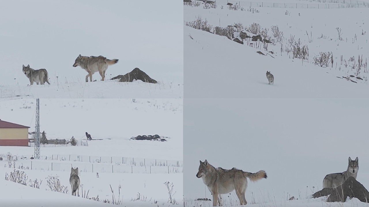 Aç kalan kurtlar köye indi! Drona bile saldırdılar