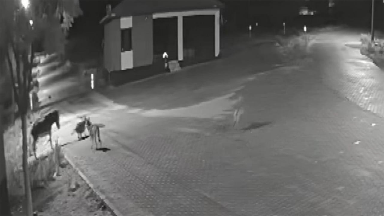 Aç kalan kurtlar mahallede dolaşan eşeğe saldırıp, parçaladı