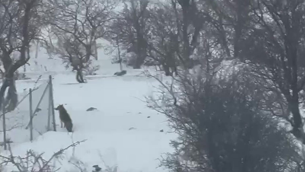 Aç kalan kurtlar şehre indi! Korku dolu anlar kamerada