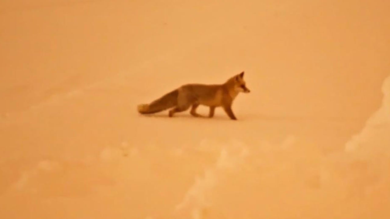 Aç kalan tilkiler yerleşim yerlerinde görüldü