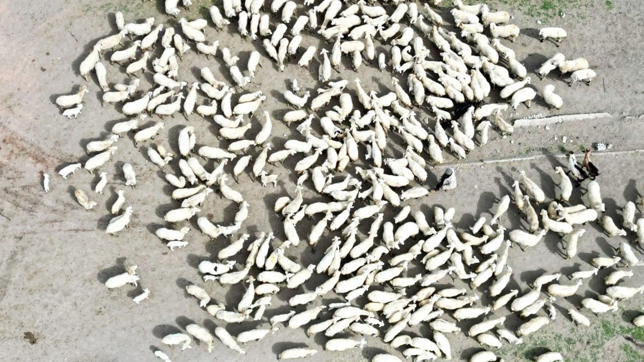 Ağıldan çıktılar, annelerine koştular! 200 kuzunun unutulmaz anı böyle görüntülendi