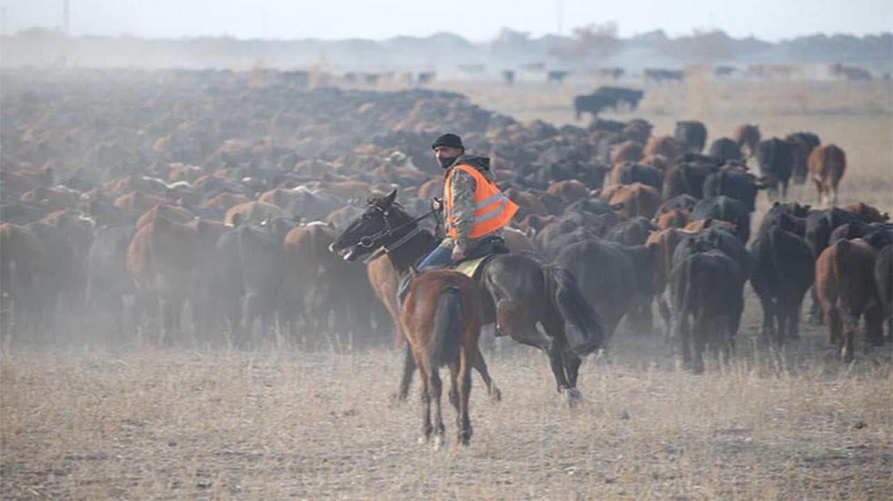 Ağrı Dağı'nın çobanları sürülere hükmediyor