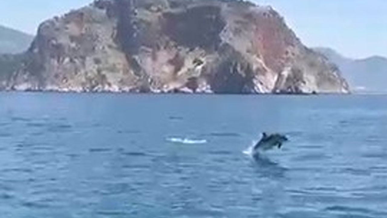 Alanya sahillerinde yunus sürprizi! Turistler hayranlıkla izledi