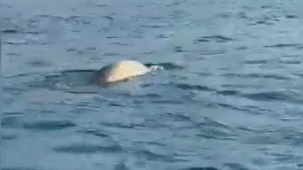 Alanya’da sürpriz karşılaşma! Balık için denize açıldılar, karşılarına fok çıktı