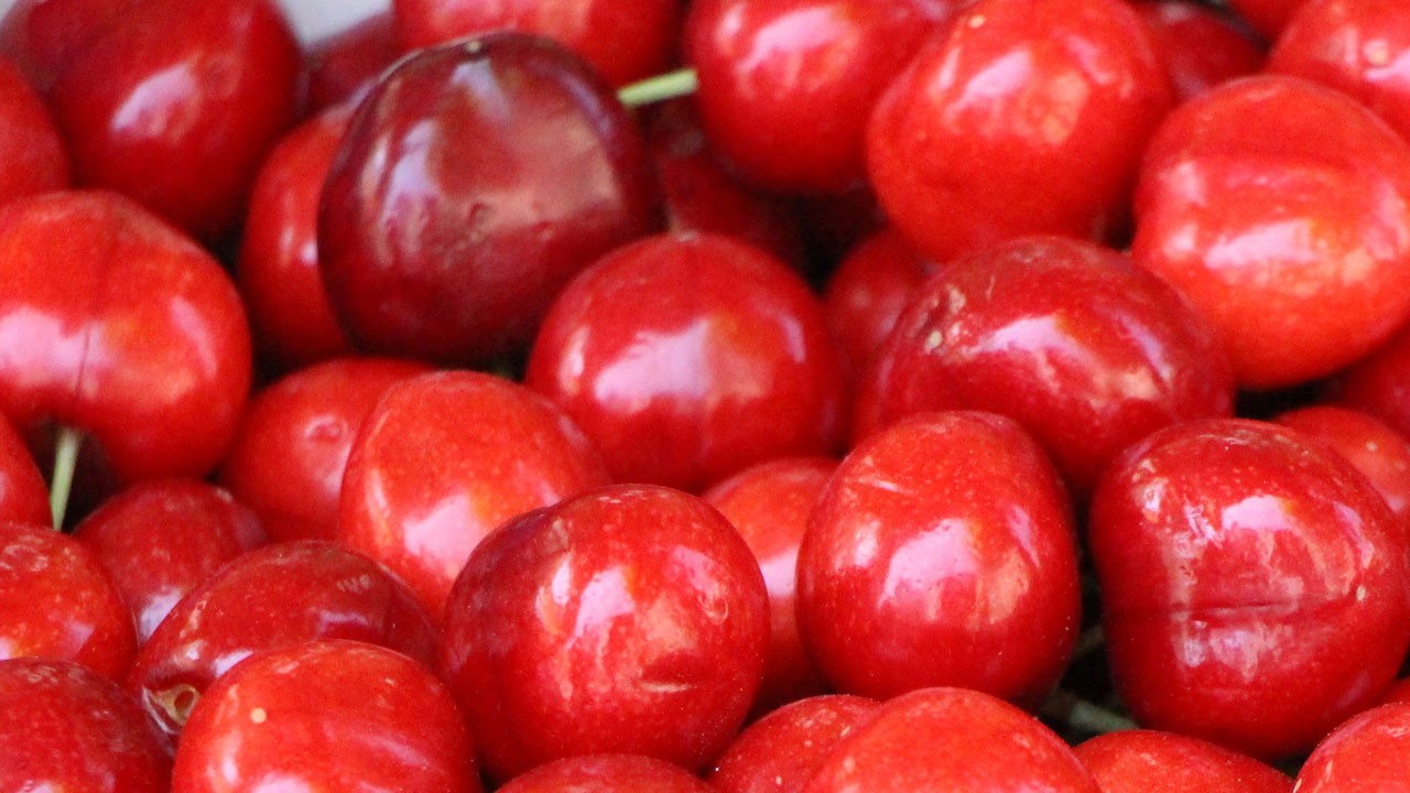 Amasya’da 60 yıllık gelenek mecburen noktalandı!
