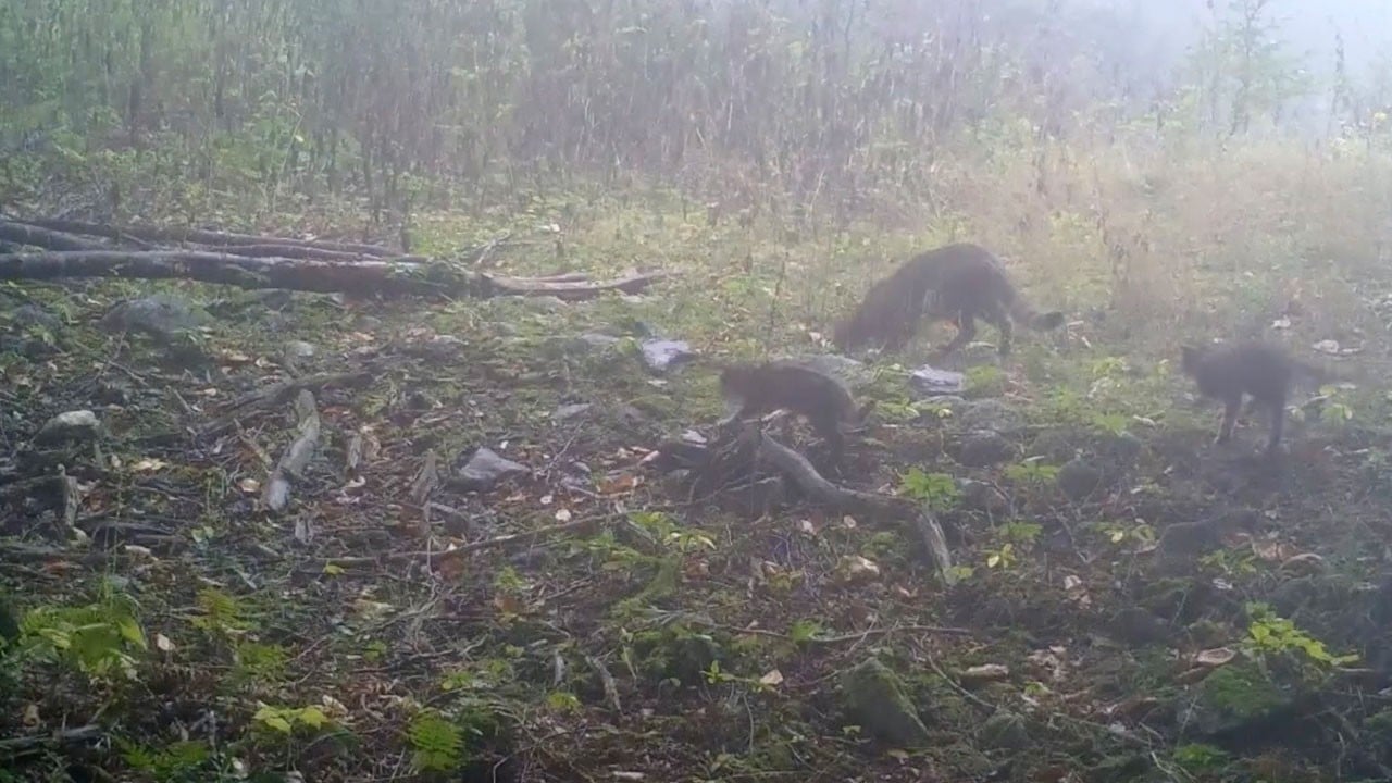 Anne yaban kedisi yavrularına böyle yol gösterdi