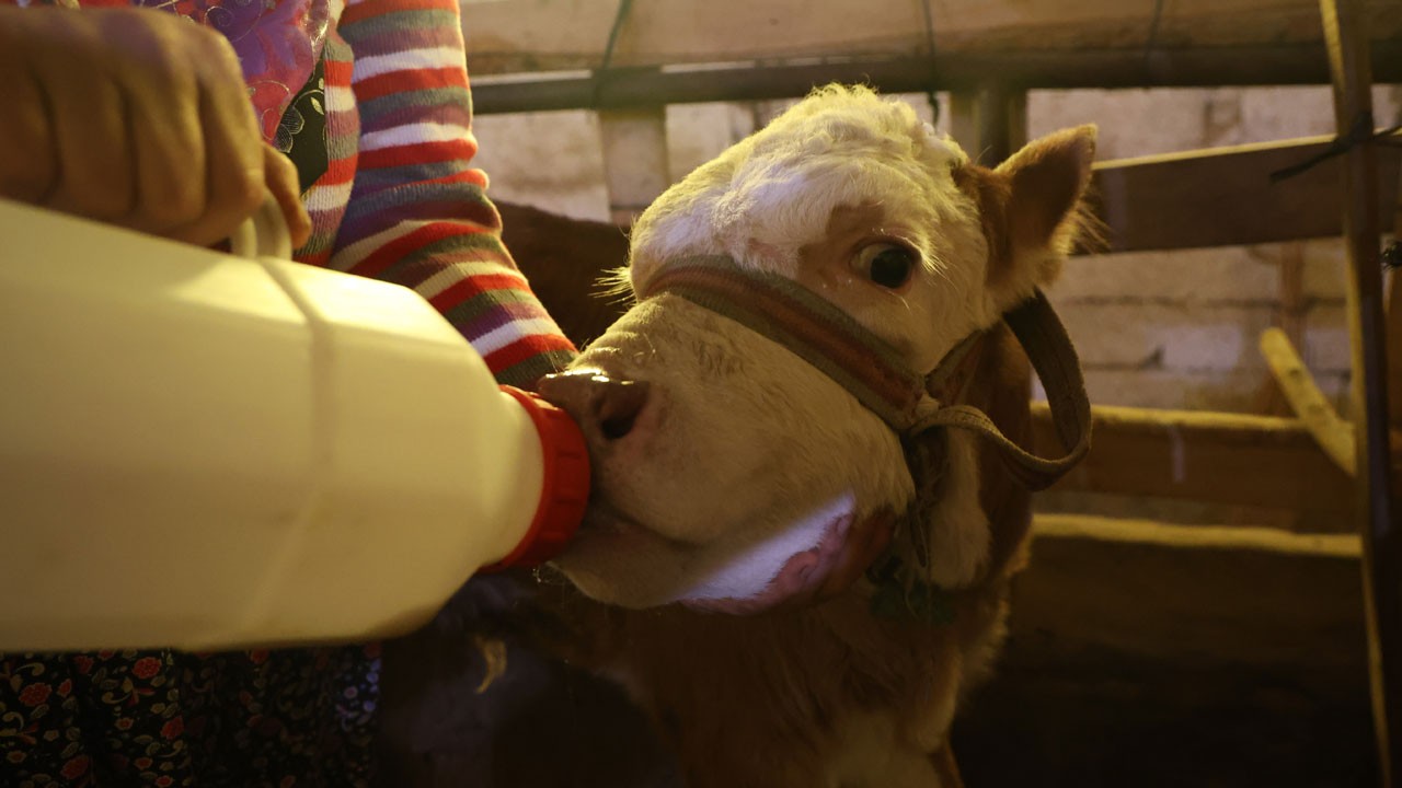 Annesiz kaldı, aile sahiplendi! Buzağıyı çocukları gibi büyütüyorlar