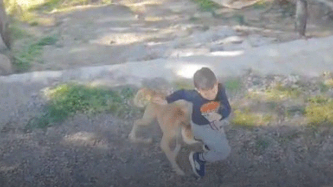 Antalya'da başıboş köpek çocuğa saldırdı! O anlar böyle görüntülendi!