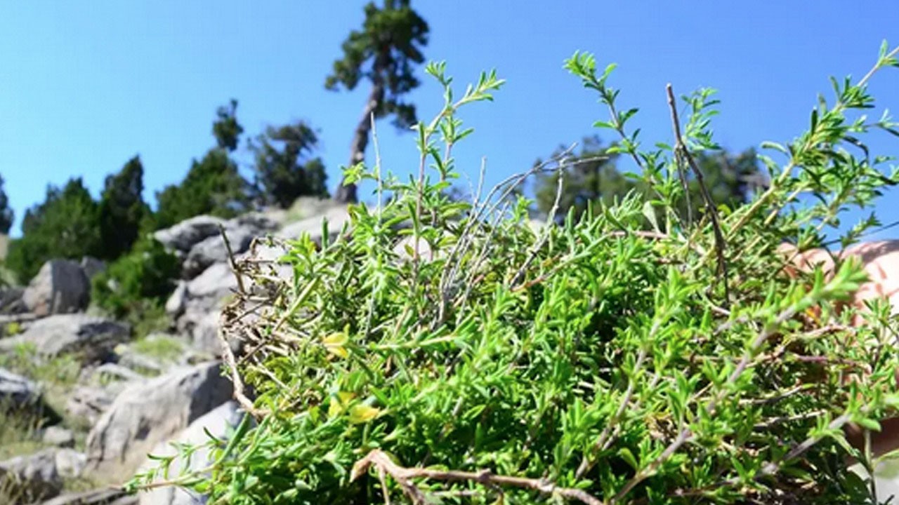 Antalya'da şifalı taş kekiği için bin 800 rakımlı yaylaya çıkıyorlar, toplayıp satıyorlar