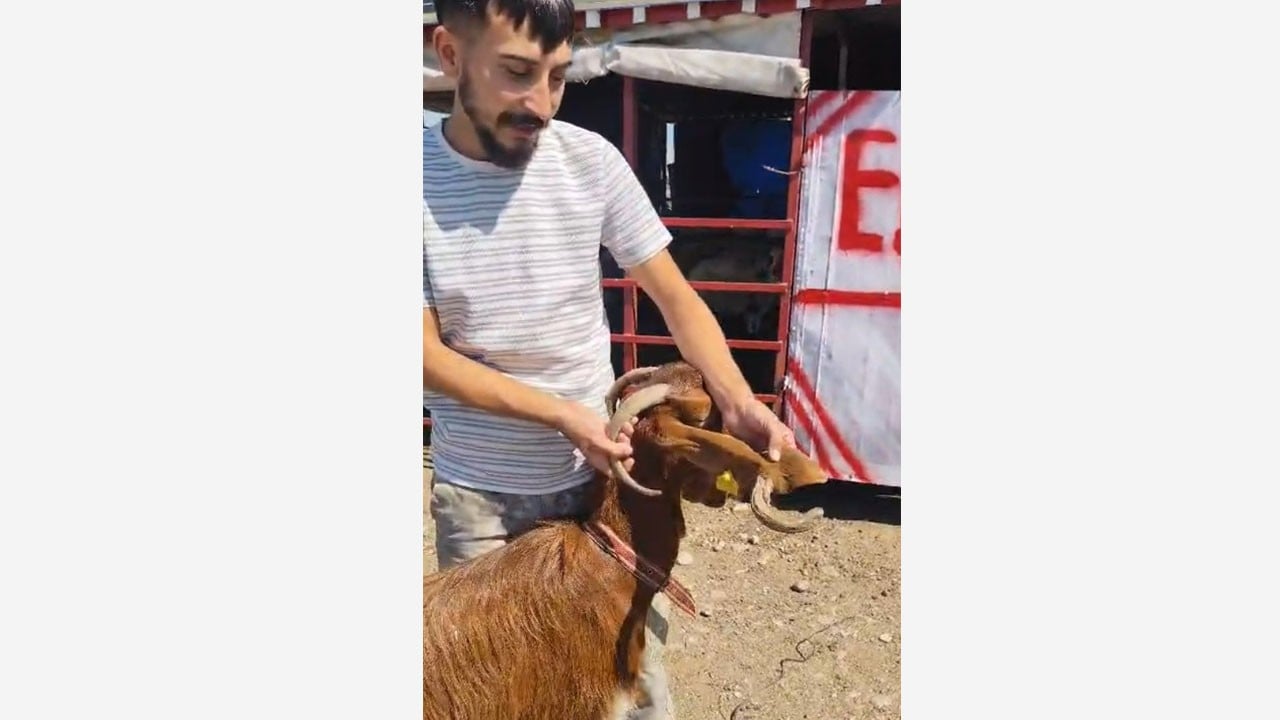 “Antika keçi” görenleri şaşırttı! Kulağından boynuz çıktı 