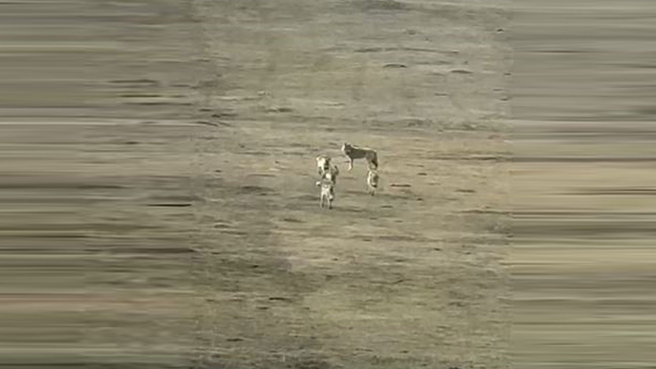 Ardahan'da kurt sürüsü böyle görüntülendi