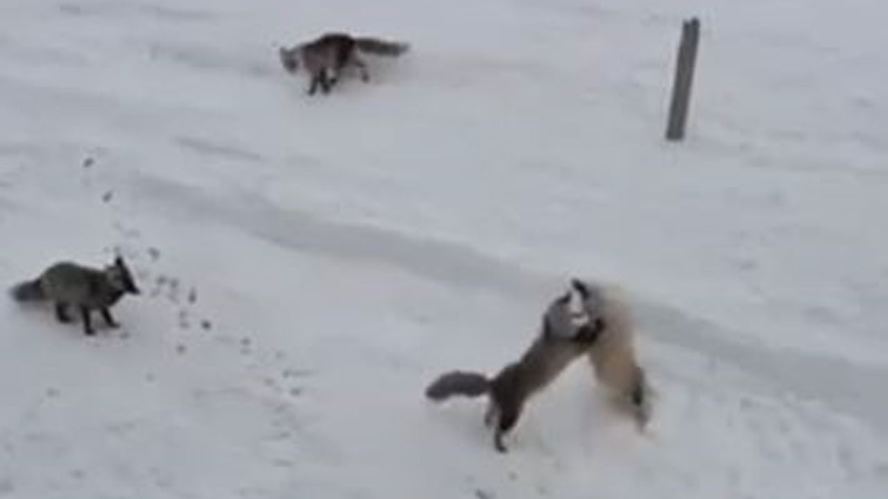 Ardahan’da tilkiler ekmek için birbirine girdi