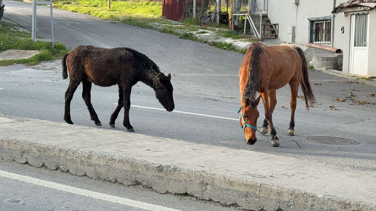 Arnavutköy’de başıboş at alarmı! Trafik için tehlike saçıyorlar