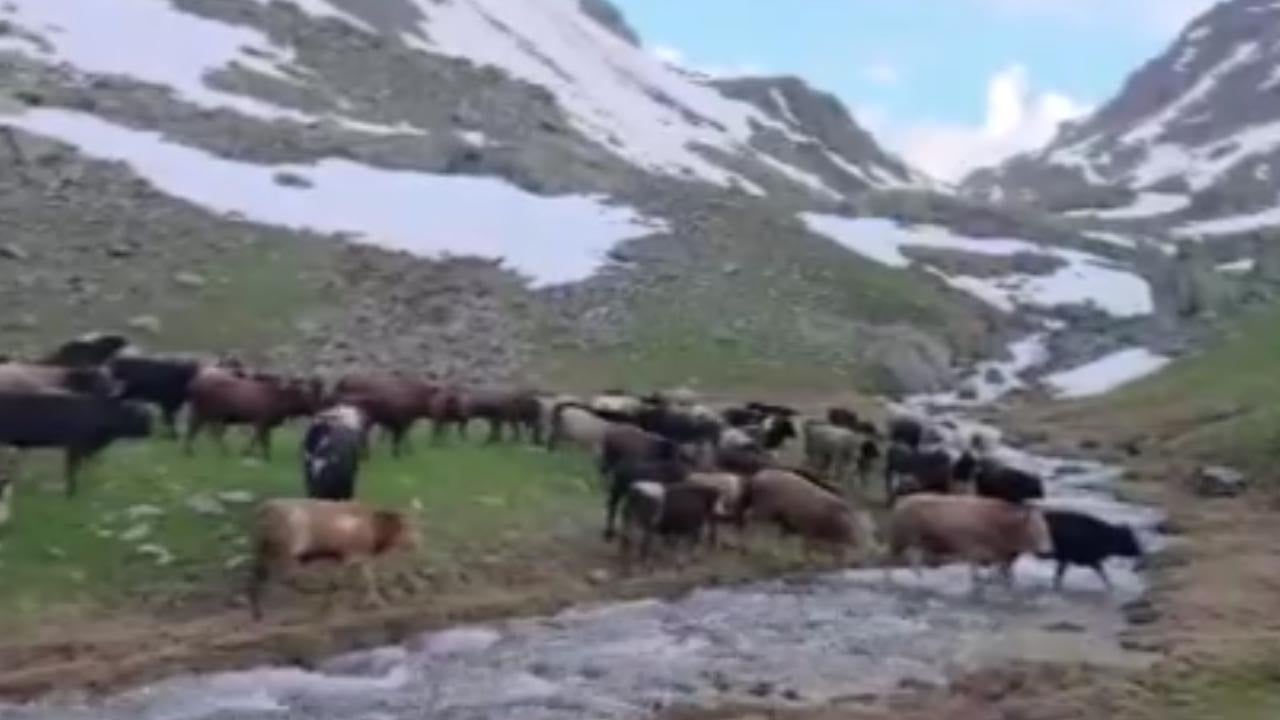 Asırlık yolculuk öküz göçü nefes kesti
