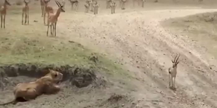 Aslanın tüm planını bozan meraklı karaca!