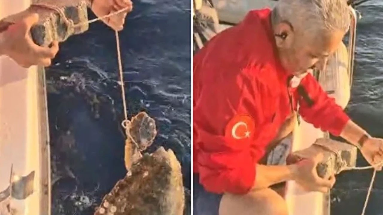 Aydın’da eziyetin görüntüsü! Caretta Caretta'nın ayağına taş bağlayıp denize attılar