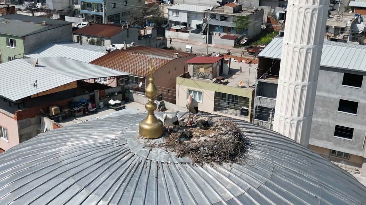 Aynı yuvaya döndüler! Cami kubbesindeki 6 yıllık misafirlik