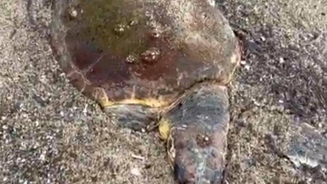 Ayvalık’ta ölü deniz kaplumbağası: Patır patır kıyıya vurdu, ortalığı karıştırdı! Endişe verici uyarı