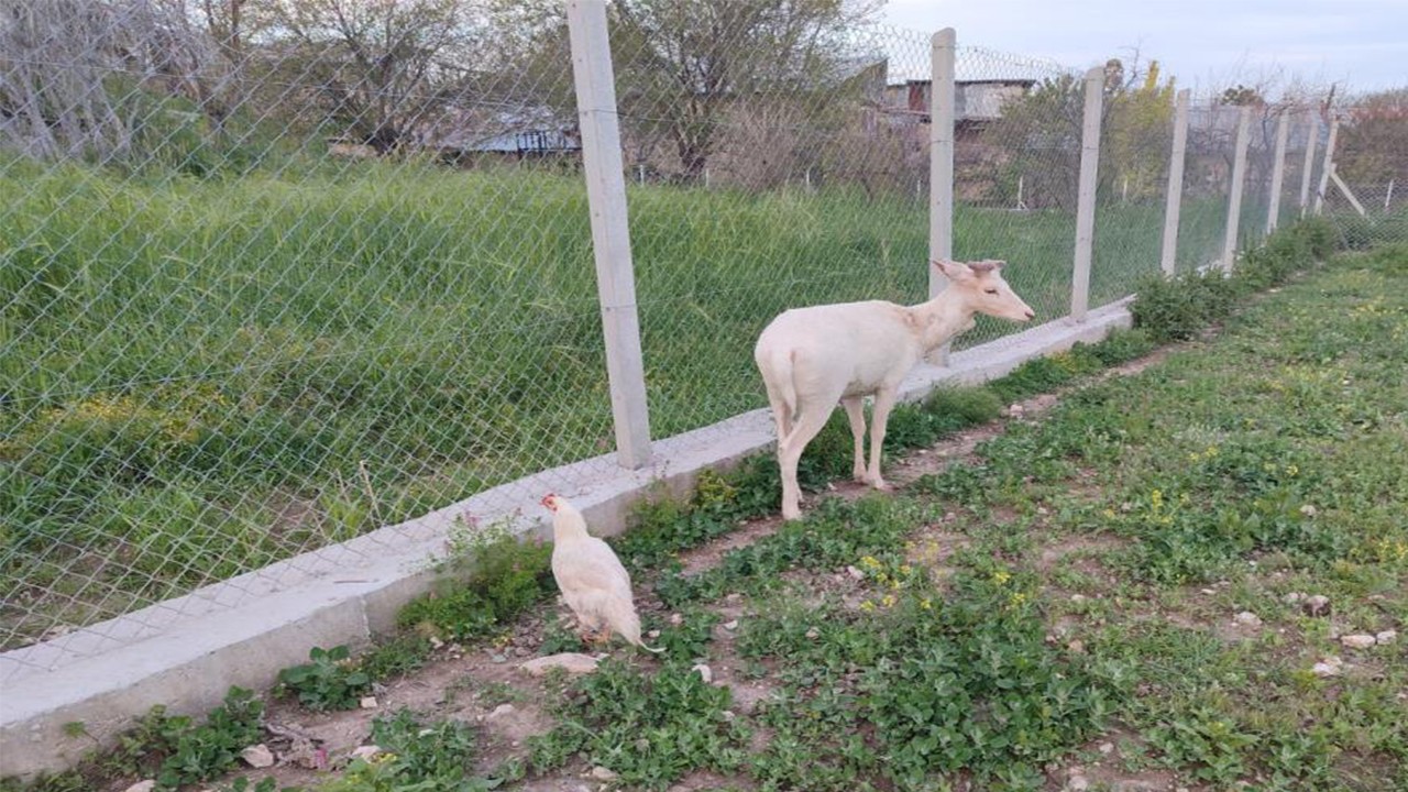 Bahçeye girip horozla oynayan sürpriz misafir ev sahibini şaşırttı